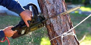 Best Tree and Shrub Care  in , MA