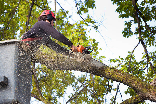 Best Stump Grinding and Removal  in , MA